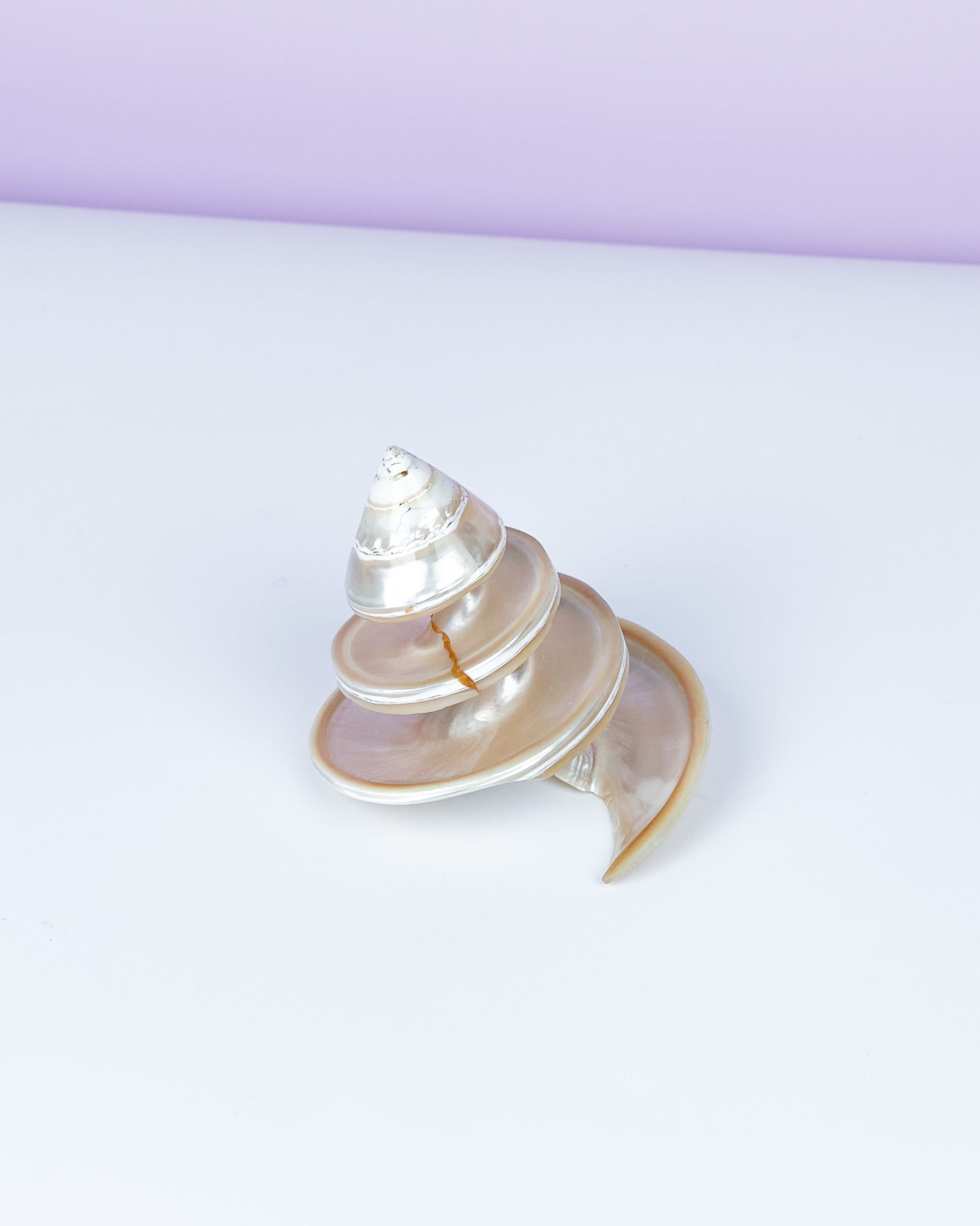 Naturalna muszla szlifowana