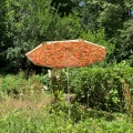 IMG_8896.jpg